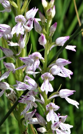 Dactylorhiza iberica